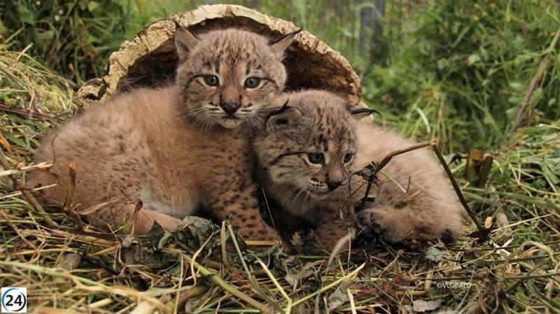 Tres nuevos linces nacen en Doñana para alegría de la conservación de la especie.