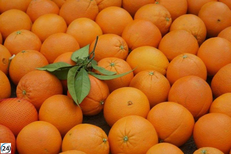 Asaja denuncia fraude por venta de naranjas de Egipto como si fueran de Palma del Río ante Agricultura.