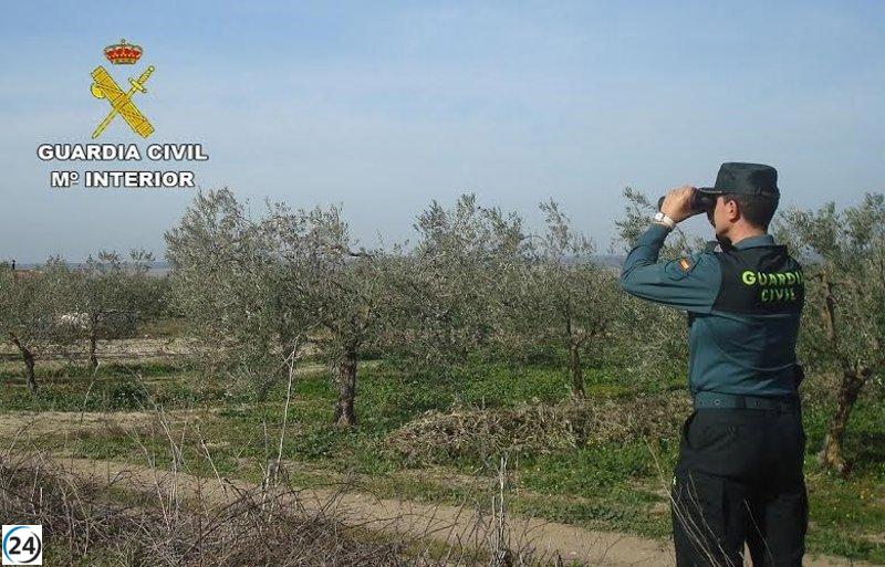 27 implicados en el hurto de once toneladas de aceitunas en fincas de Huelva