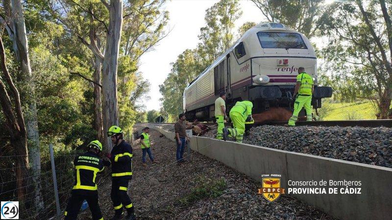 Un tren con destino a Madrid impacta contra ocho vacas en Jimena (Cádiz)