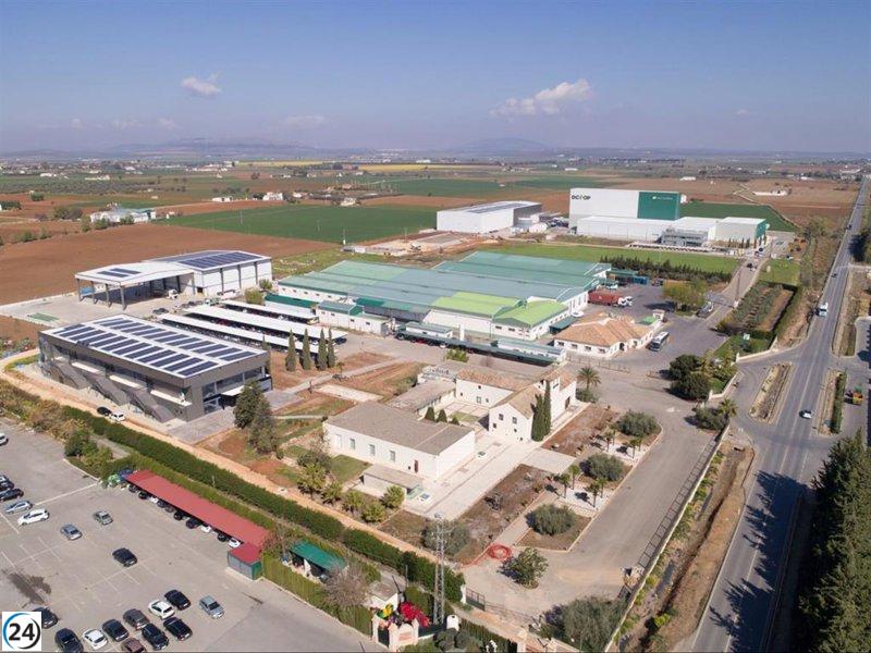 Dcoop logra cifra récord de ventas en 2023: supera los 1.400 millones con un aumento del 14%