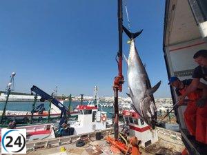 Comienza la temporada de pesca de atún rojo en la almadraba de Barbate (Cádiz)