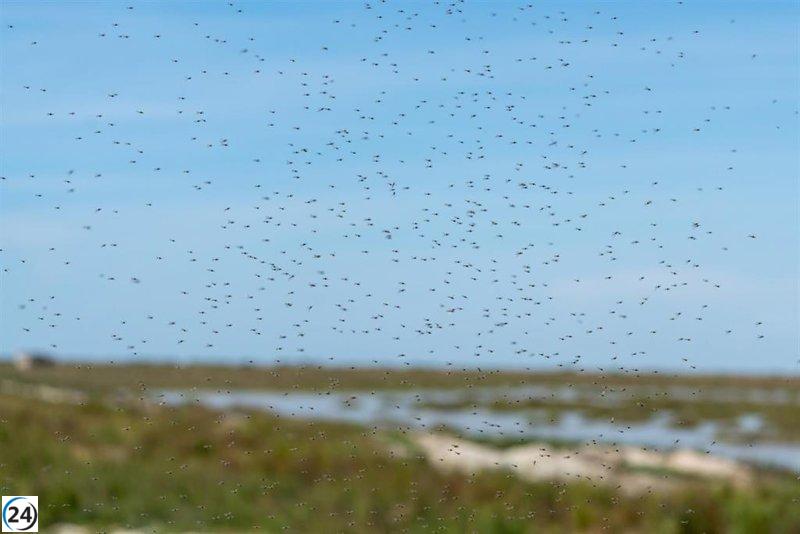 La plaga de mosquitos en Huelva se disipa y la situación vuelve a la normalidad.