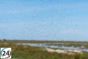 La plaga de mosquitos en Huelva se disipa y la situación vuelve a la normalidad.