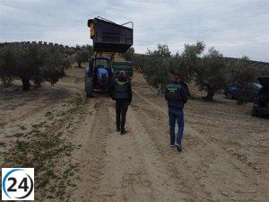 Operación en Córdoba: decomisados 1.500 kilos de aceituna y detenidas 14 personas