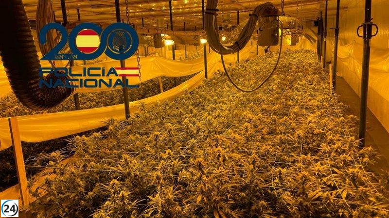 Desmantelan plantación de marihuana con más de 5.000 plantas en Alcalá (Sevilla), cuatro arrestados.