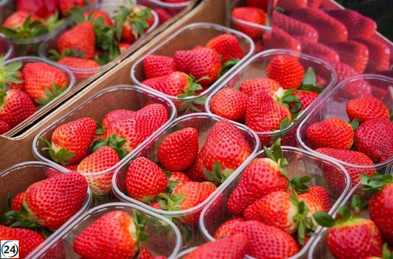 Freshuelva finaliza campaña con 221.000 toneladas de fresas, un 9% menos que el año anterior