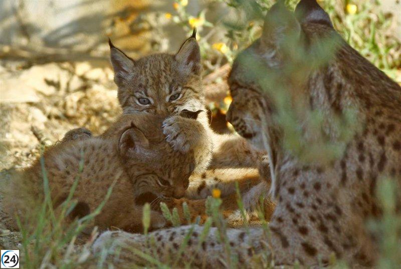 Las crías de lince en peligro por incendio en la Sierra de Andújar (Jaén)
