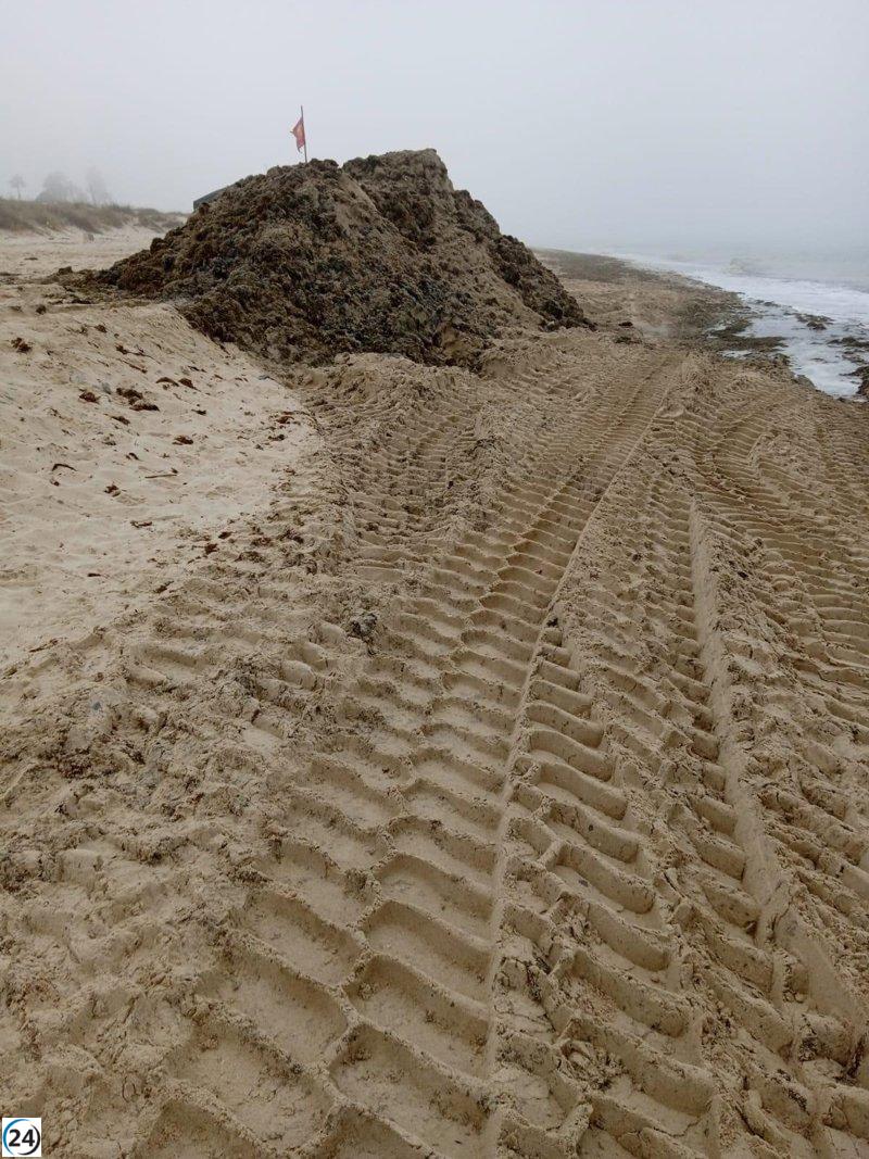 Un innovador proyecto en Tarifa experimenta con algas invasoras para revitalizar los alcornocales frente a la sequía.