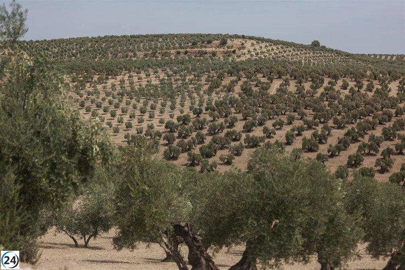 COAG Jaén mantiene cautela ante pronósticos sobre la cosecha de aceituna.