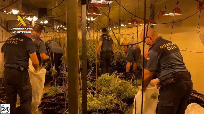 Desmantelan cultivo ilegal de 1.500 plantas de marihuana en Huércal de Almería.