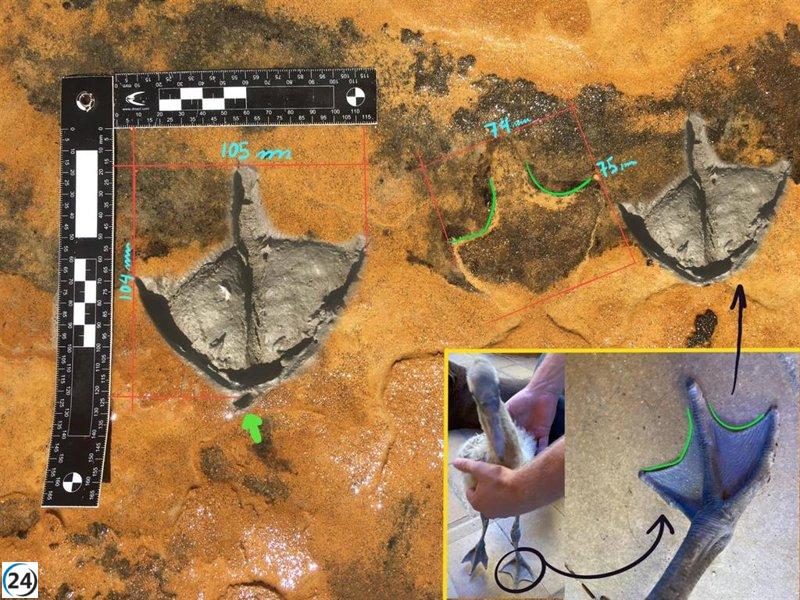 Fósiles en Matalascañas confirman que flamencos habitaron Doñana hace 150.000 años, siendo los más antiguos de Europa.