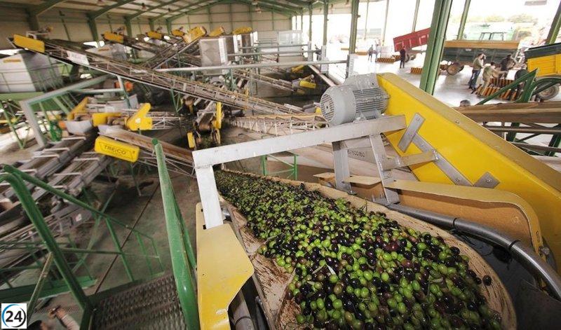 El precio del aceite de oliva virgen extra se reduce a 4,2 euros por litro al inicio de 2025.