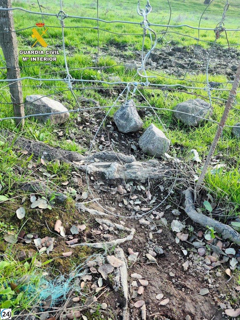 Detenido en Constantina (Sevilla) por la muerte de cuatro zorros en trampas ilegales.