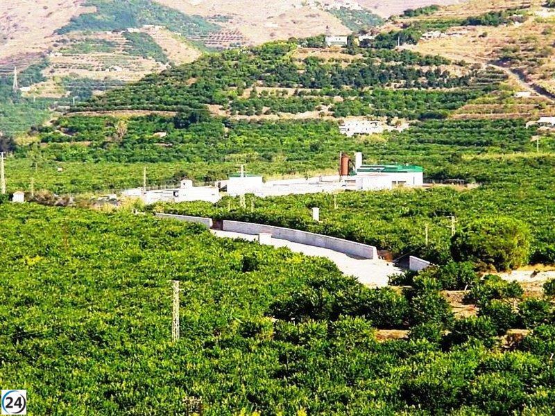 Las lluvias reactivan lentamente el acuífero que sostiene los cultivos subtropicales en Granada.