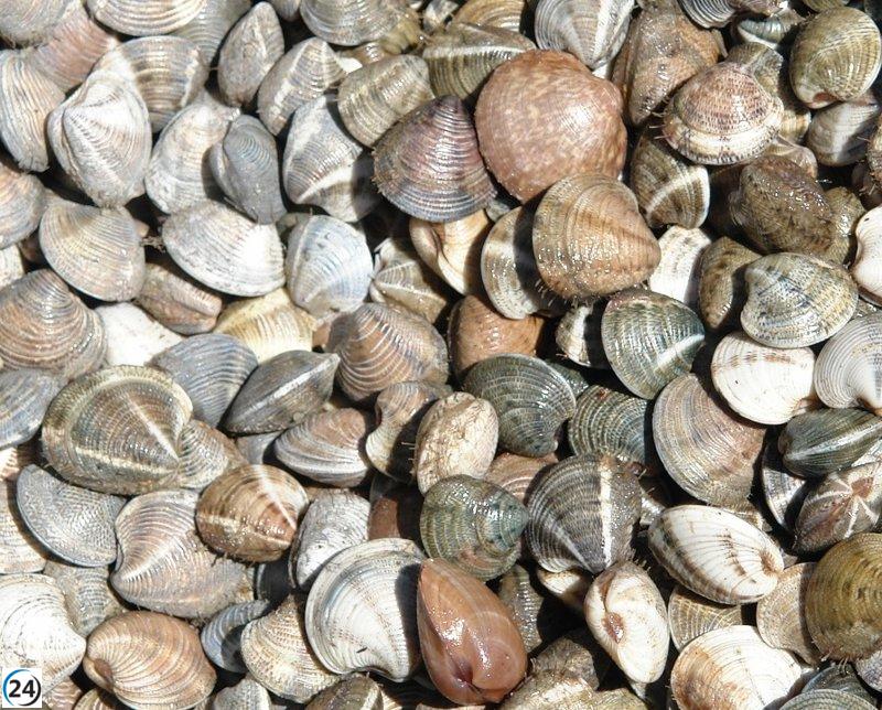 Cierra la pesca de chirla en el Golfo de Cádiz por bajo rendimiento.