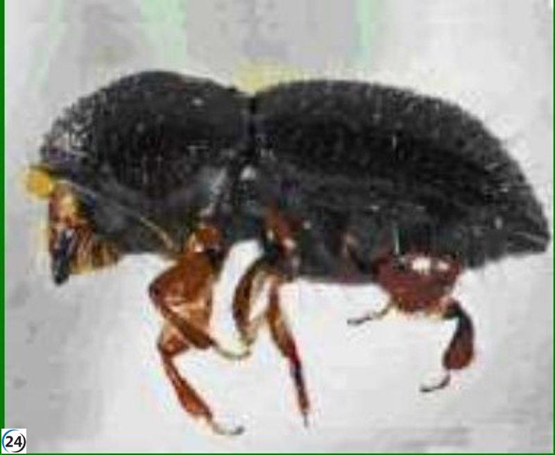 Se prohíbe mover restos vegetales en Motril por plaga del escarabajo del aguacate.