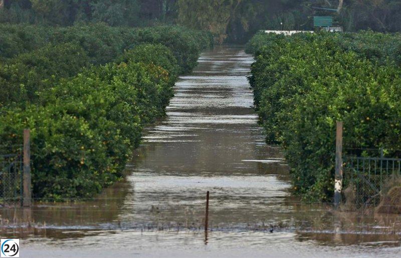 COAG advierte sobre la alarmante inundación en el Bajo Guadalquivir que afecta 10.000 hectáreas de cultivos.