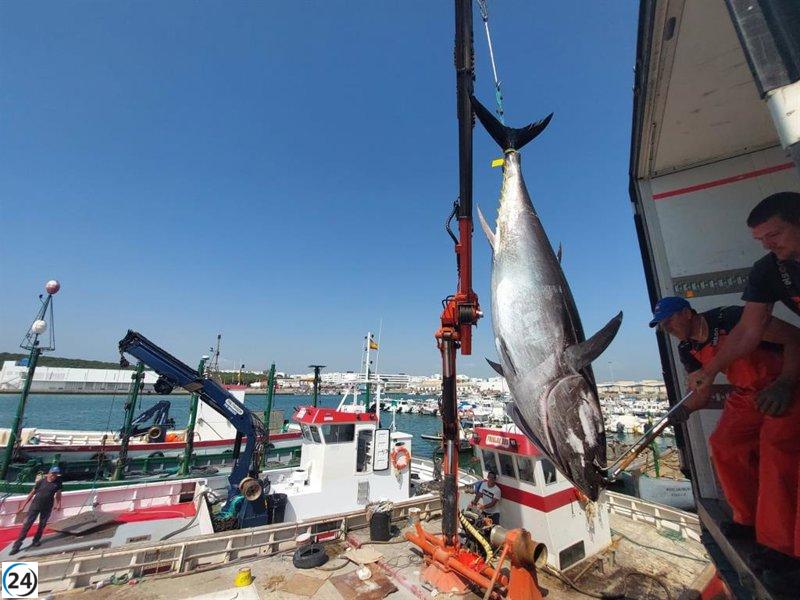 Pescadores de Cádiz denuncian la injusticia en la distribución del atún rojo, con solo tres empresas acaparando el 80% de la cuota.