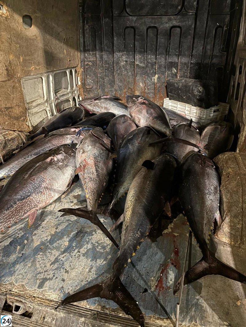 Desmantelan en Tarifa una operación ilegal con más de 1.200 kilos de atún rojo.