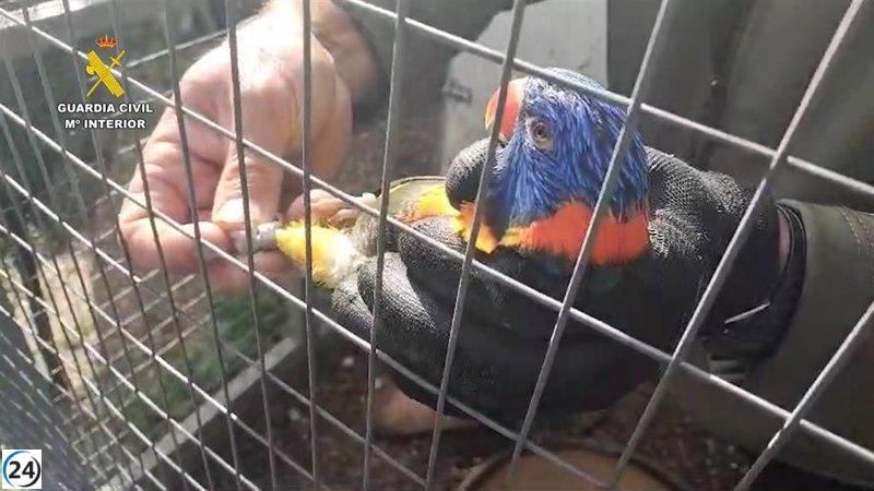 Detenido en Sanlúcar (Cádiz) por poseer aves exóticas amenazadas en su hogar.