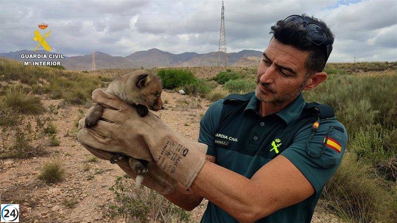 Rescate de un zorro en las obras del AVE en Níjar a cargo de la Guardia Civil.