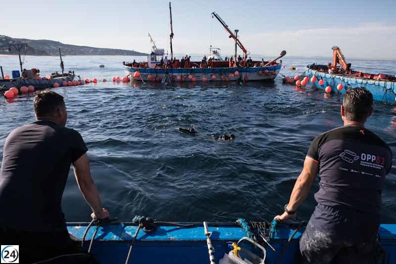 Las almadrabas de la OPP51 en Cádiz cierran la temporada con 1.402 toneladas de atún y exigen mayores cuotas de captura.
