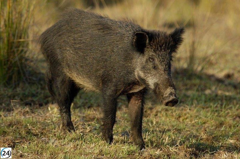 Andalucía proclama la alerta cinegética por la proliferación de jabalíes para salvaguardar la salud pública, el medio ambiente y la seguridad ciudadana.