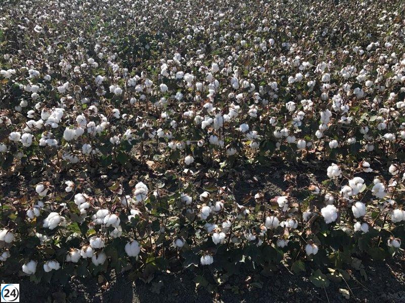 La Junta destina 10,6 millones para fomentar cultivos sostenibles de algodón y remolacha en Andalucía.
