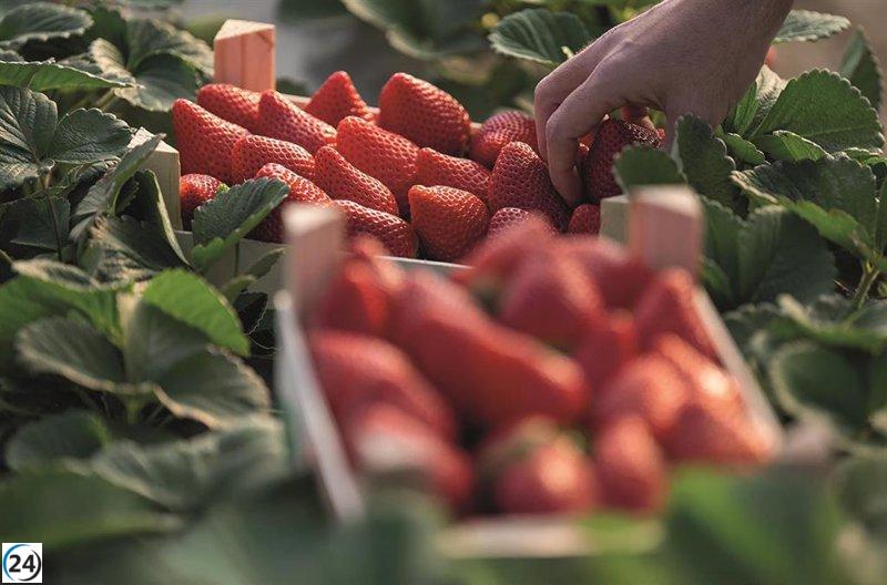 La campaña de fresas en Huelva cierra con una caída del 5% en la producción debido al clima, mientras las exportaciones crecen.