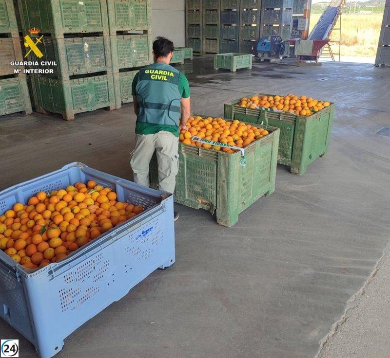 Desmantelan banda tras el robo de 800 kilos de naranjas en Cazalla: un arrestado y once investigados.