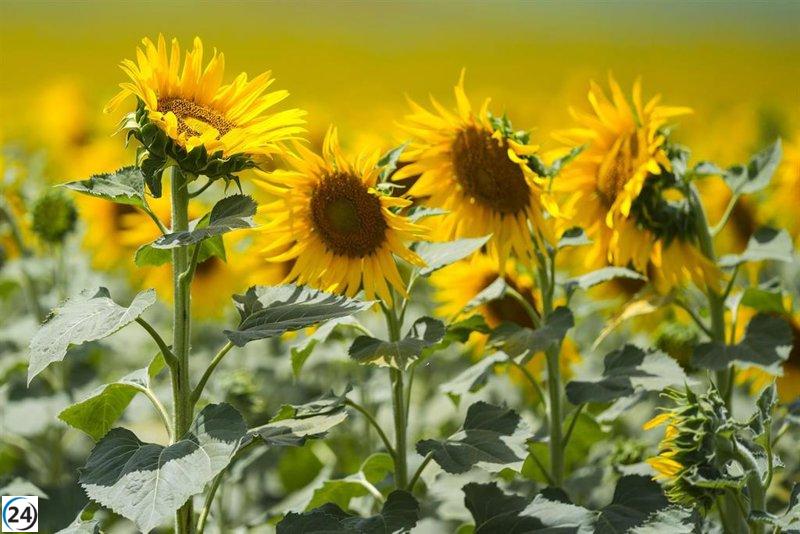 Asaja Andalucía condena el nuevo marco financiero de la PAC por proponer un recorte histórico.