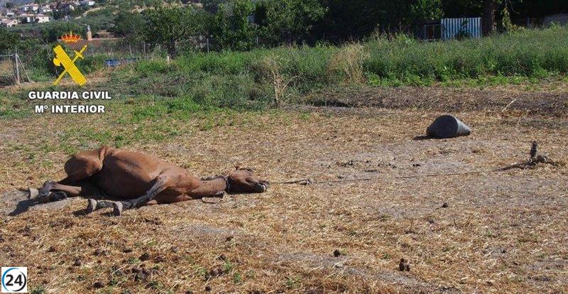 Un arrestado en Dúrcal por presunto maltrato y abandono de dos caballos.