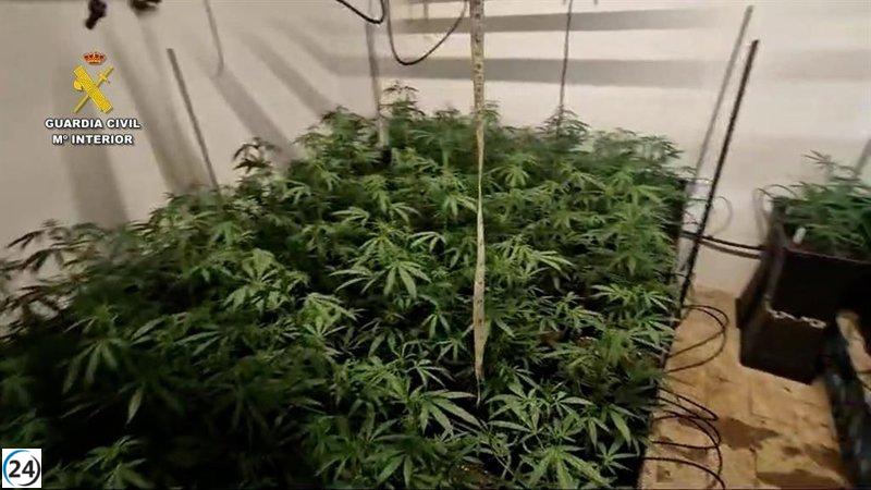 Desmantelan en Los Palacios (Sevilla) una red de tráfico de drogas: 15 detenidos, entre ellos dos menores, y hallazgo de 357 plantas de cannabis.