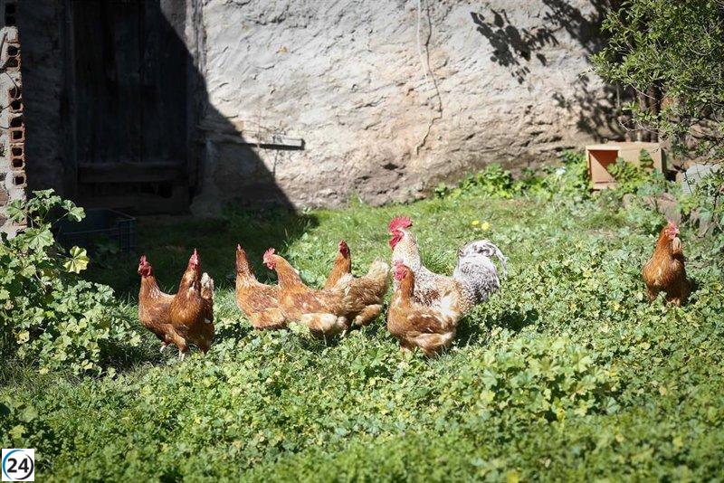 Tres hombres son inocentes de los cargos de abuso sexual a una gallina en Córdoba.