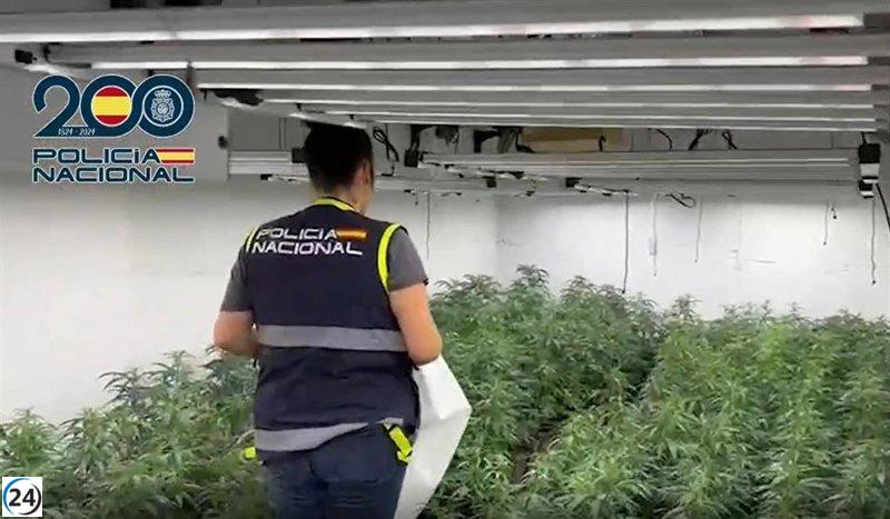 Desmantelan banda que enviaba marihuana a Irlanda ocultándola en sacos de alimento para animales.