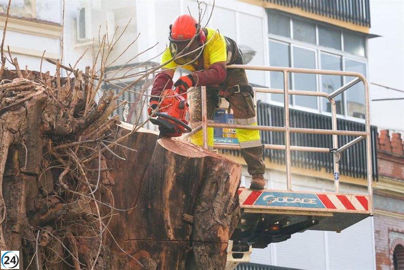 El Ayuntamiento de Sevilla desmantela el ficus de San Jacinto tras tres años desde su primera intervención.