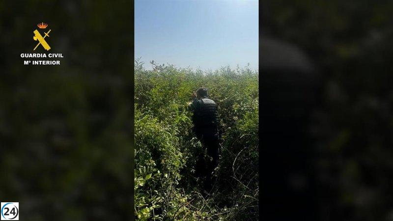Salvado de un zarzal en Puebla del Río (Sevilla) en medio de un intenso frío.