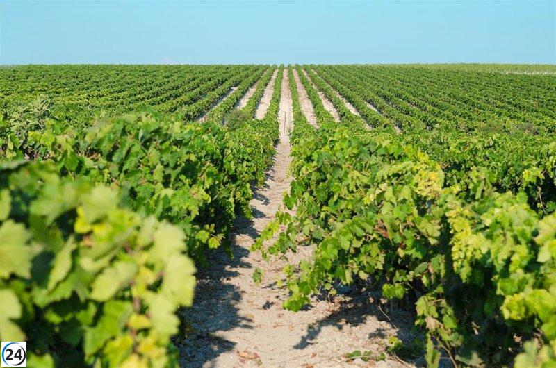 La vendimia en Jerez alcanza su pico con la recolección de 12,7 millones de kilos de uva.