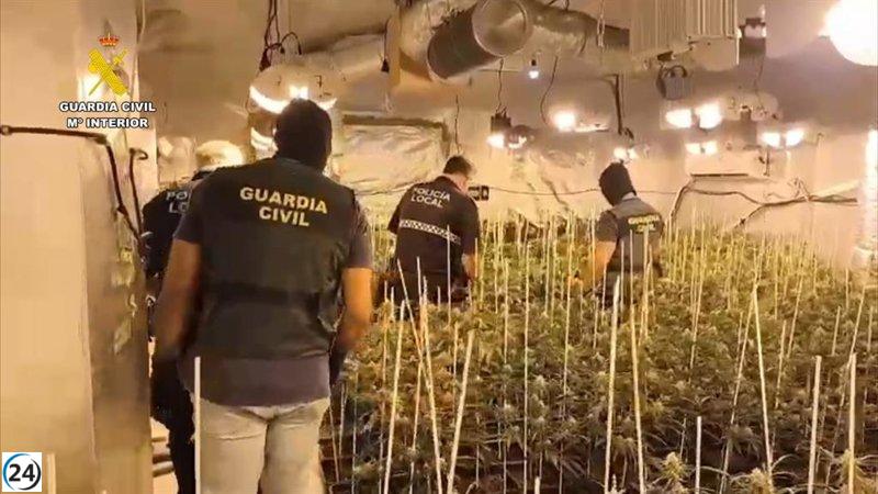 Desmantelan en Hinojos un invernadero con 455 plantas de marihuana a punto de cosecha.