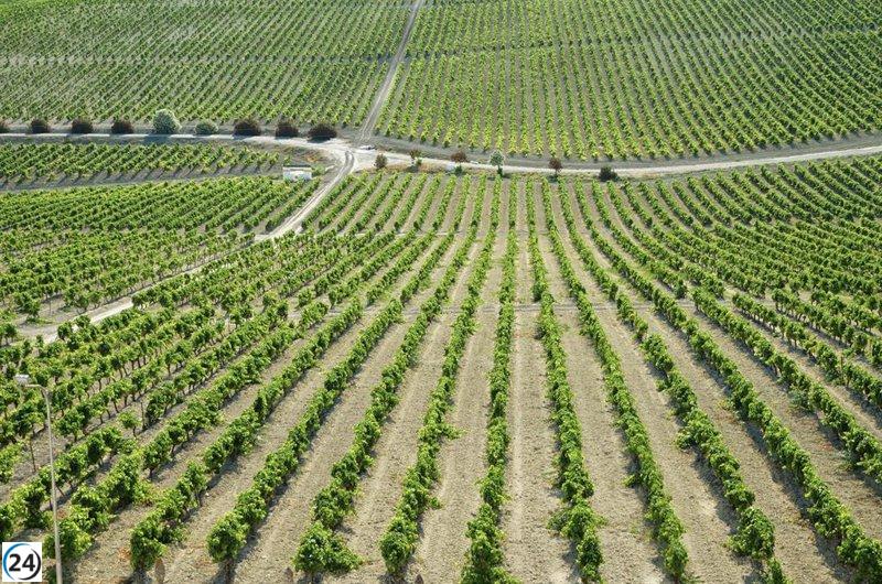 La intensa ola de calor reduce en un 40% la cosecha de vino en el Marco de Jerez.