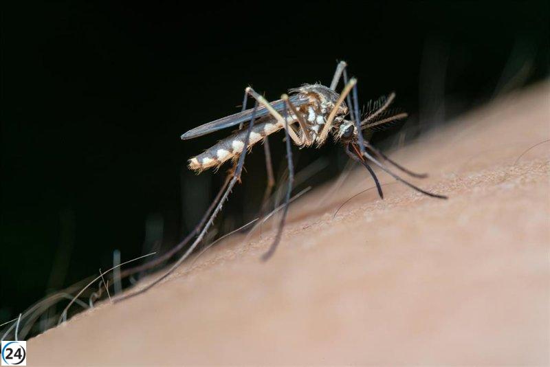 Salud emite alerta en El Pedroso (Sevilla) por mosquitos portadores del virus del Nilo Occidental.