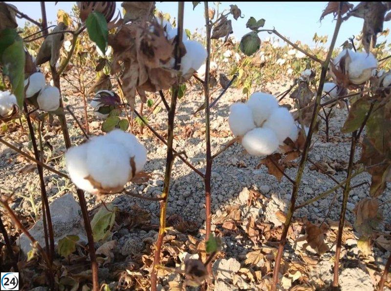 COAG Andalucía advierte sobre el inminente declive del cultivo de algodón:
