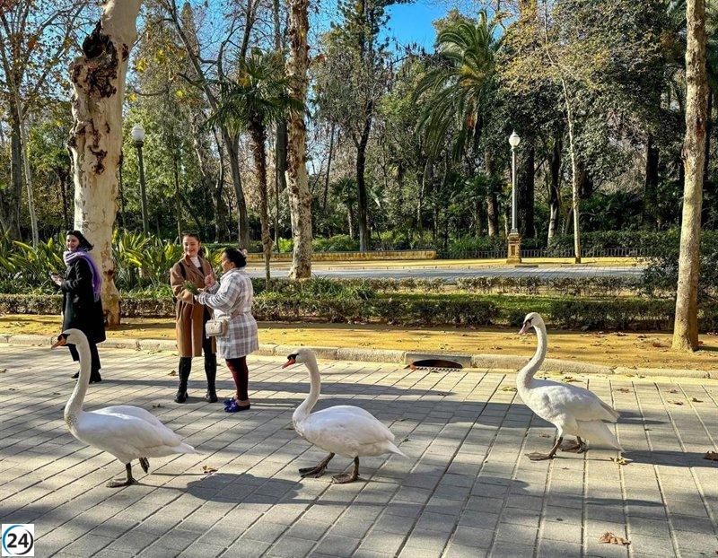 El Gobierno alerta sobre la aparición de gripe aviar en el Parque de Miraflores en Sevilla.