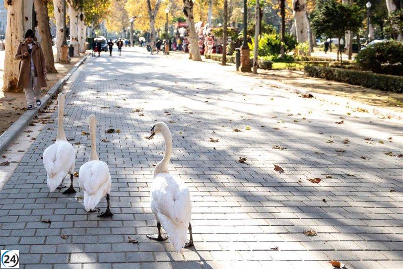 Cuatro aves muertas provocan el cierre del estanque en el parque de María Luisa de Sevilla.