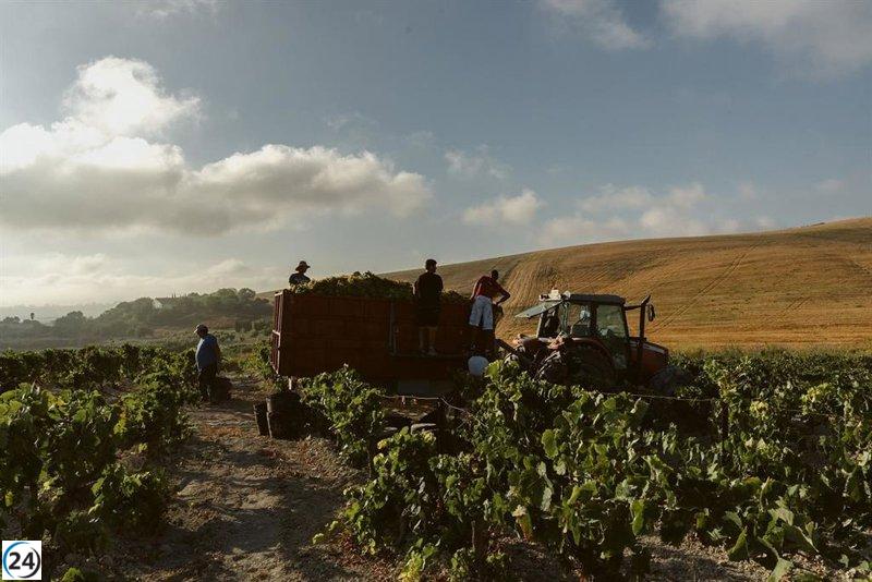 La vendimia en el Marco de Jerez finaliza con una cosecha de 35 millones de kilos de uva, un 45% inferior a la del año anterior.
