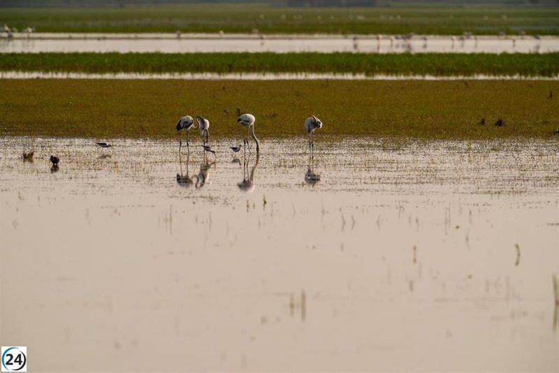 Nuevos casos de gripe aviar en cigüeñas blancas en Doñana alertan a expertos.