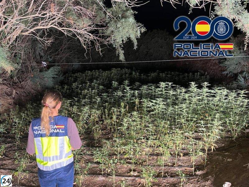 Policía erradica plantación de marihuana en zona remota de El Ejido, Almería.