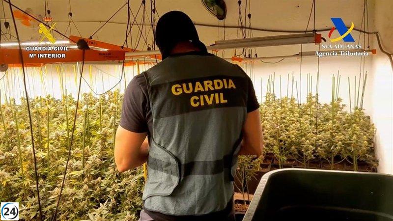 Desmantelan en Osuna una red europea de narcotráfico con 3.000 plantas de marihuana y armamento.