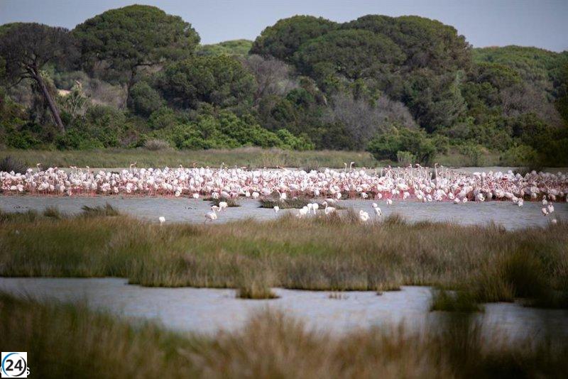 El Gobierno lanza un programa de apoyo para la renaturalización de Doñana.